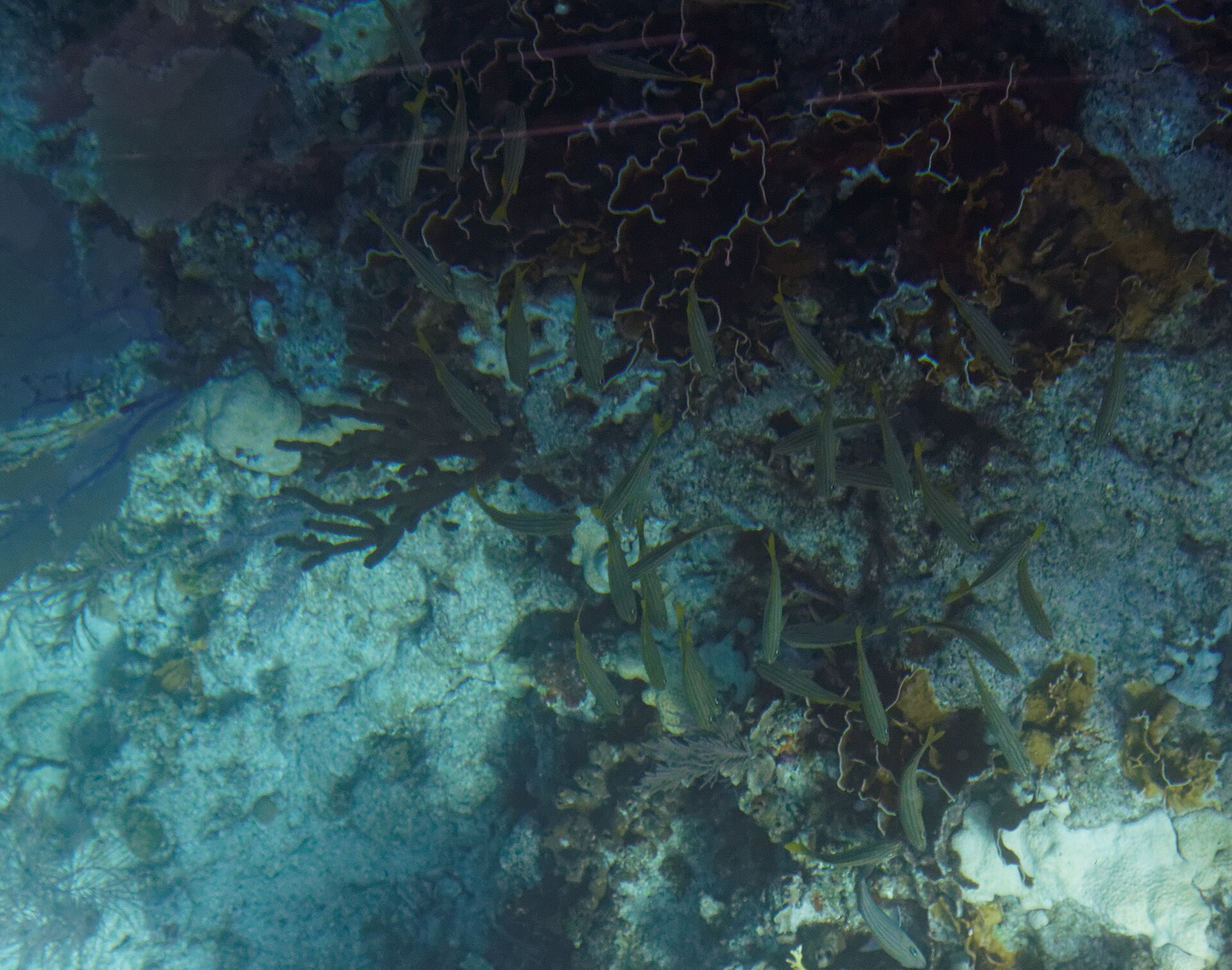 Clear tropical water and mangroves at John Pennekamp Coral Reef State Park.